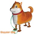 Shiba